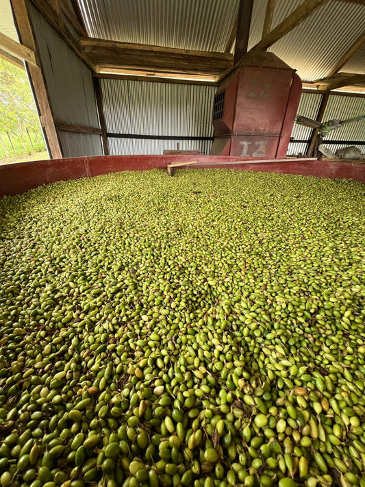 Why is Cardamom so expensive